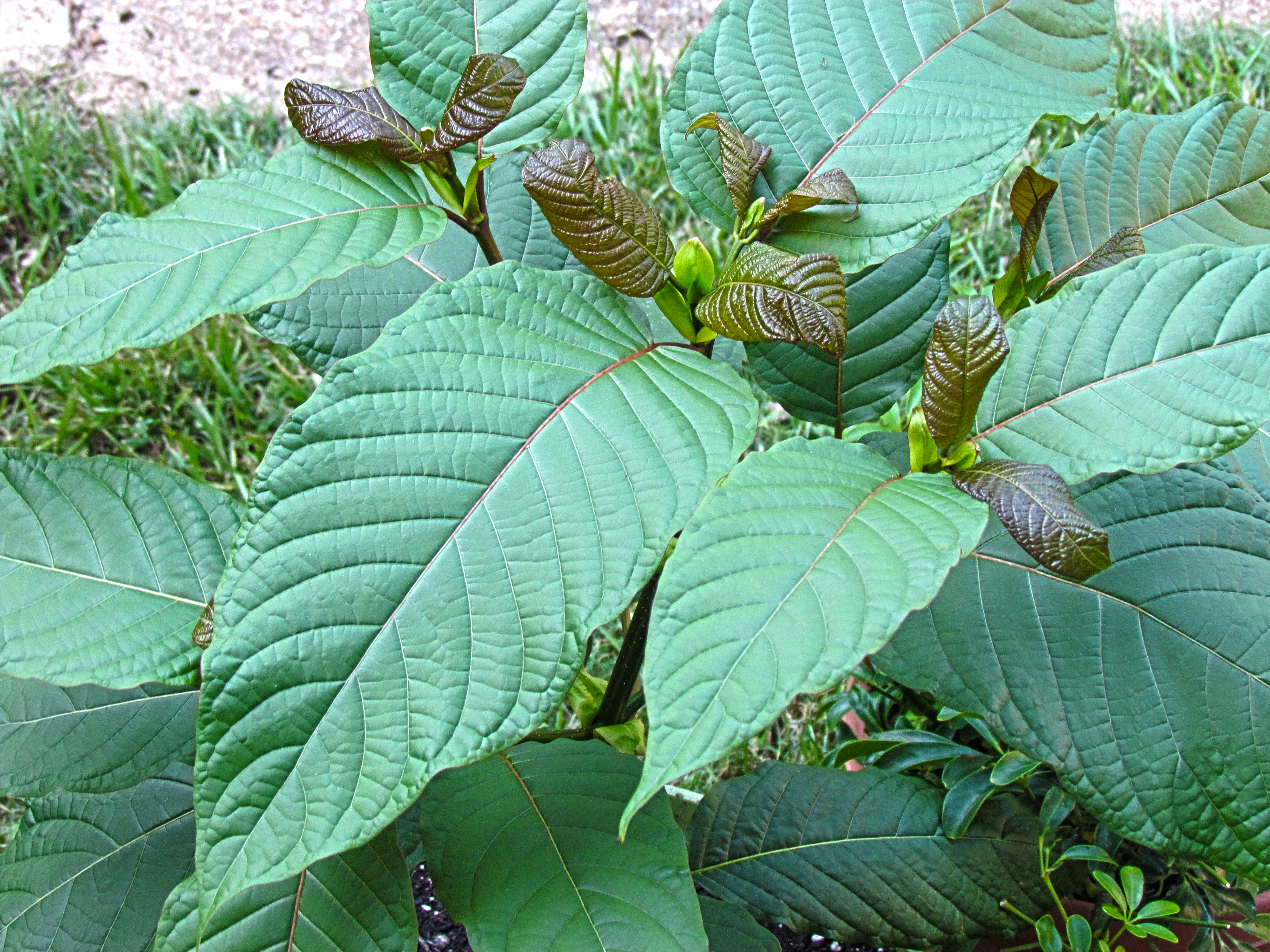 Kratom plant